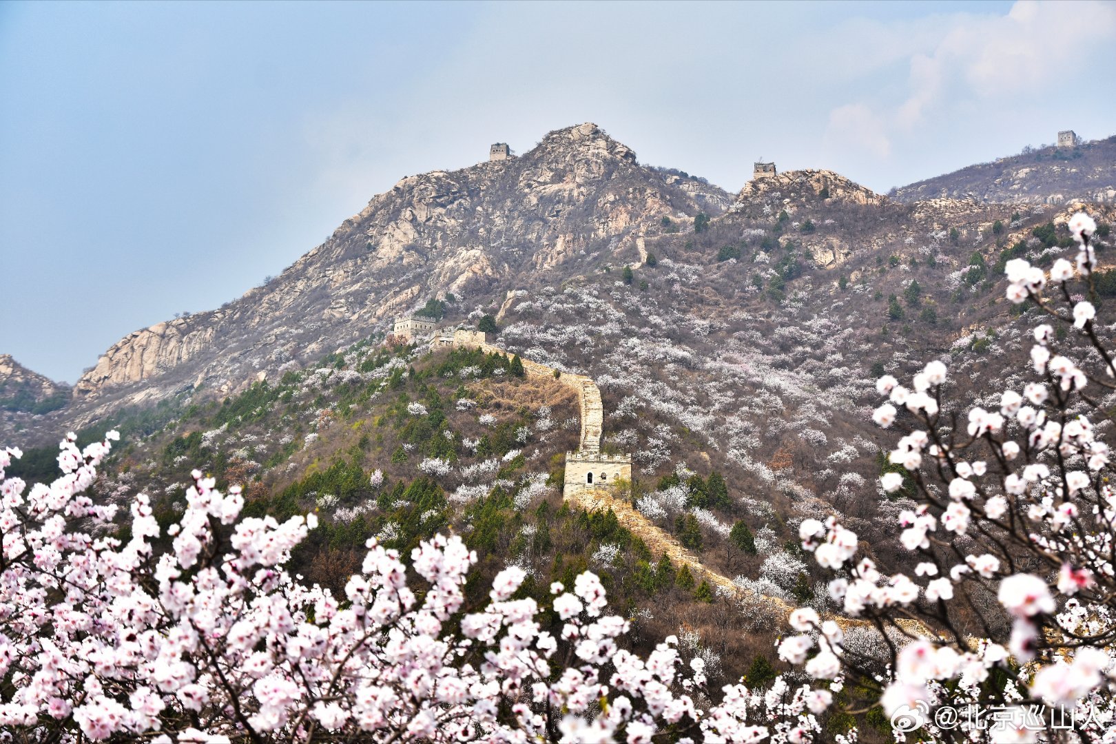 什么叫花海长城，来怀柔看看！怀柔河防口的山花开了，漫山遍野的杏花和雄伟的长城相辉