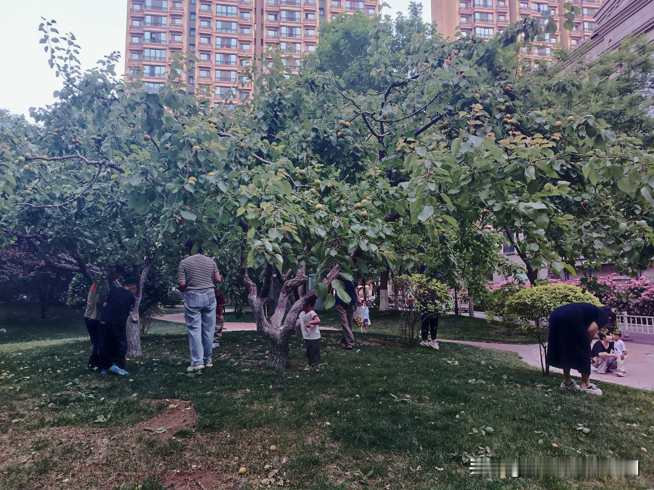 风已带初夏味道
小区摊位上
4.99元一斤的黄澄澄杏子
圆滚滚挤在一起
如裹着阳