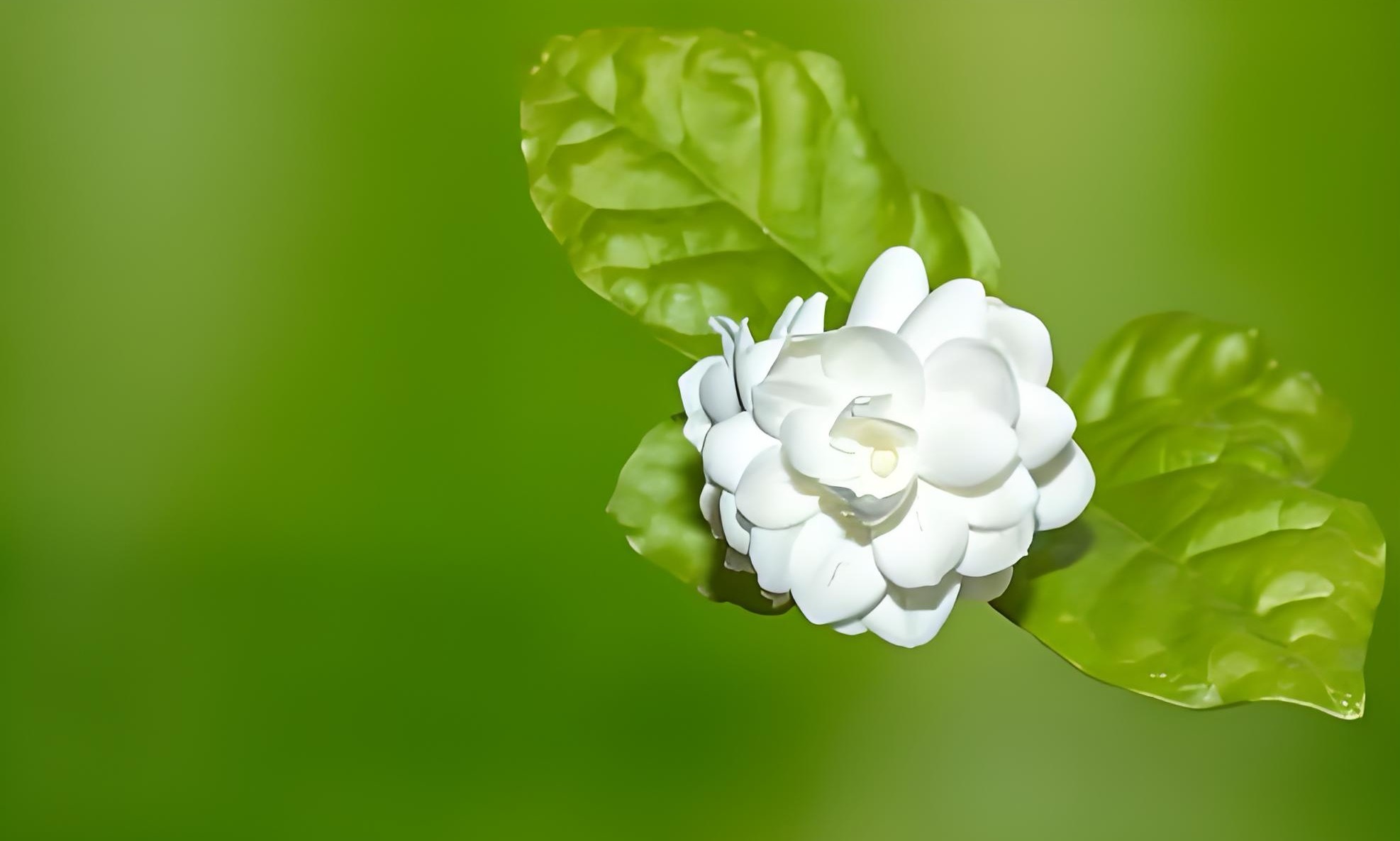 青颦粲素靥，小立南风前。馥郁绕枕柔，闲宵似广寒。月·茉莉 梅月幽篁 