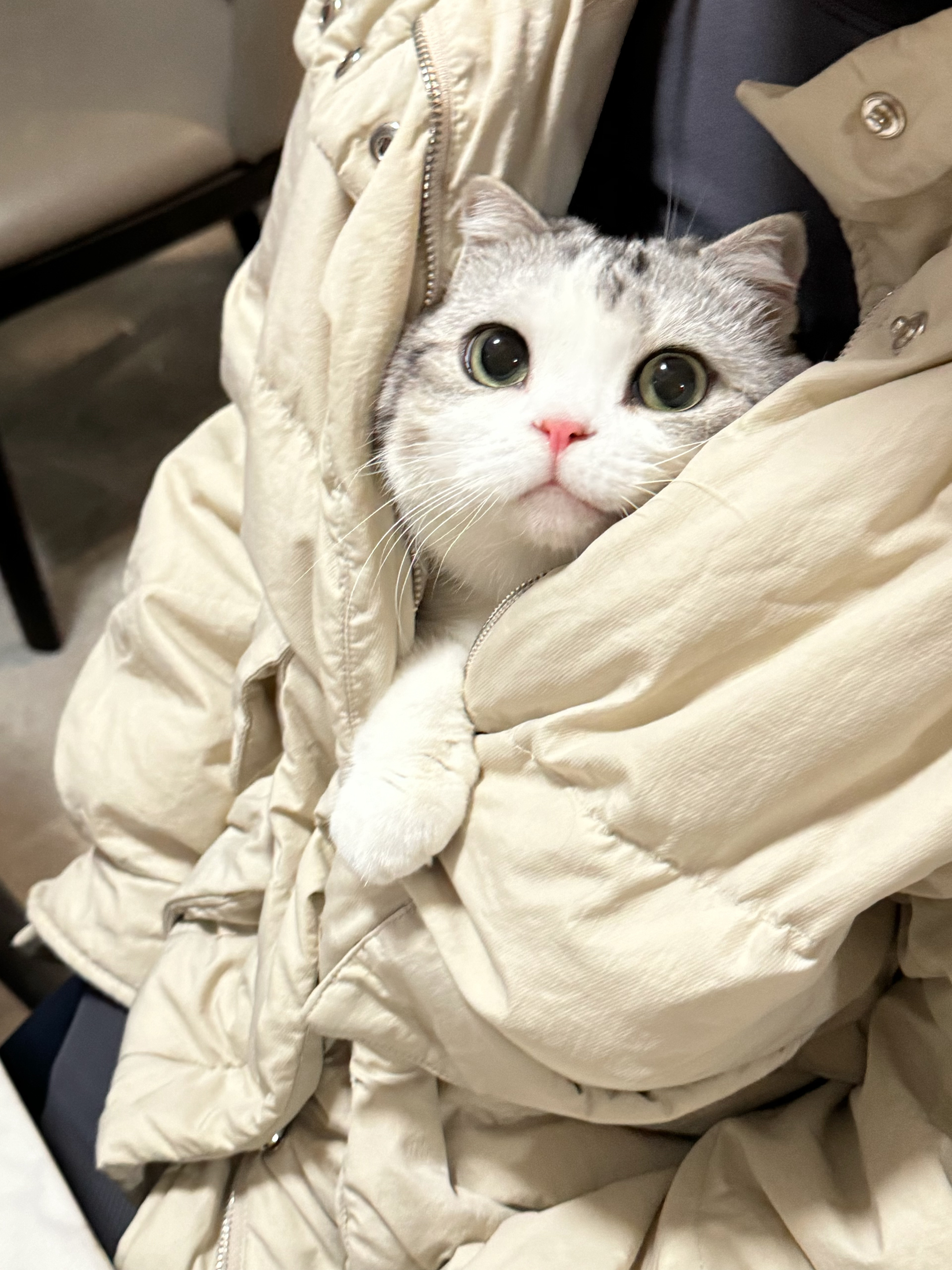 天气太冷了，住我身上吧 #萌宠初冬日记# ​​​