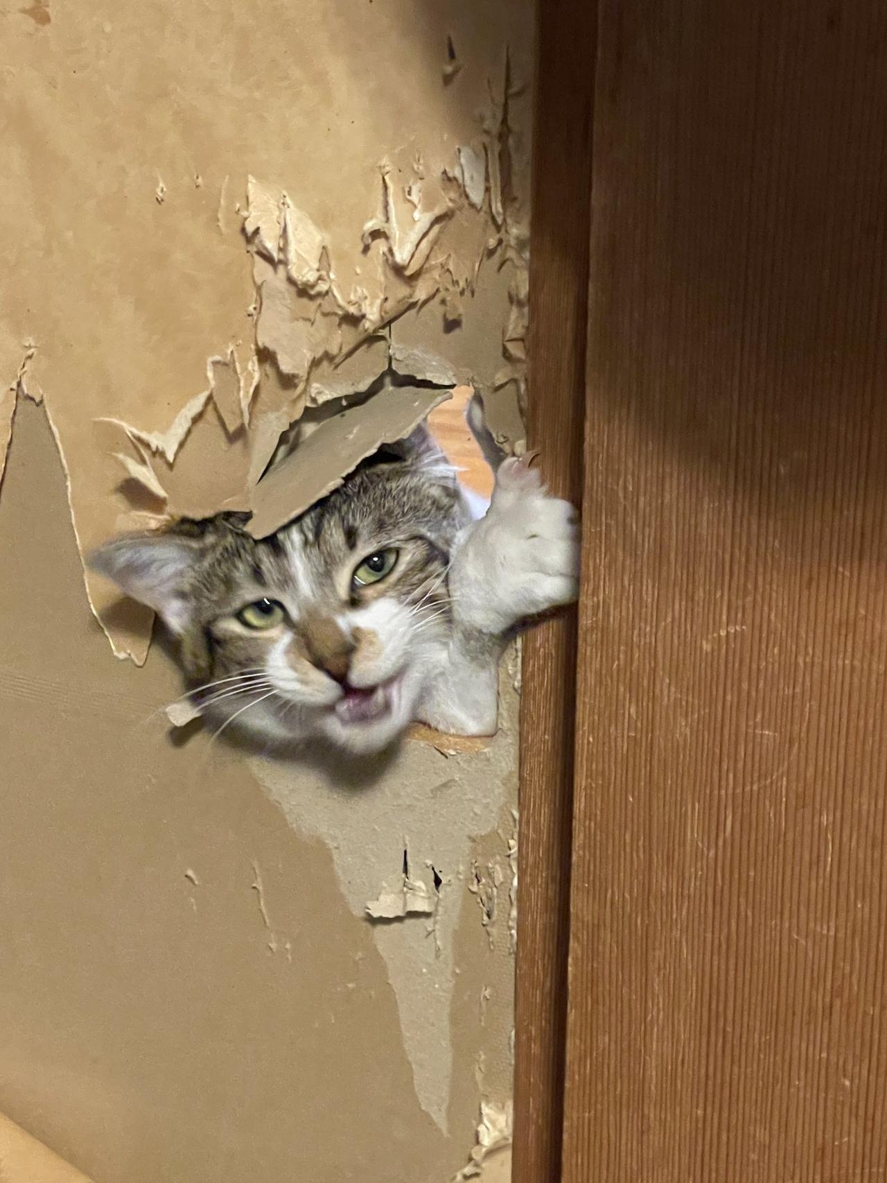 家中有养猫的奴才们，肯定都早已（被迫）习惯猫咪们的破坏力了，举凡沙发、窗帘、木柜