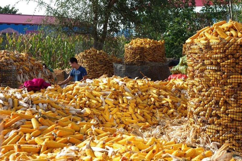 玉米在不同地方的方言叫法可太有意思了。在我老家，玉米叫“苞谷”，感觉喊起来特别亲