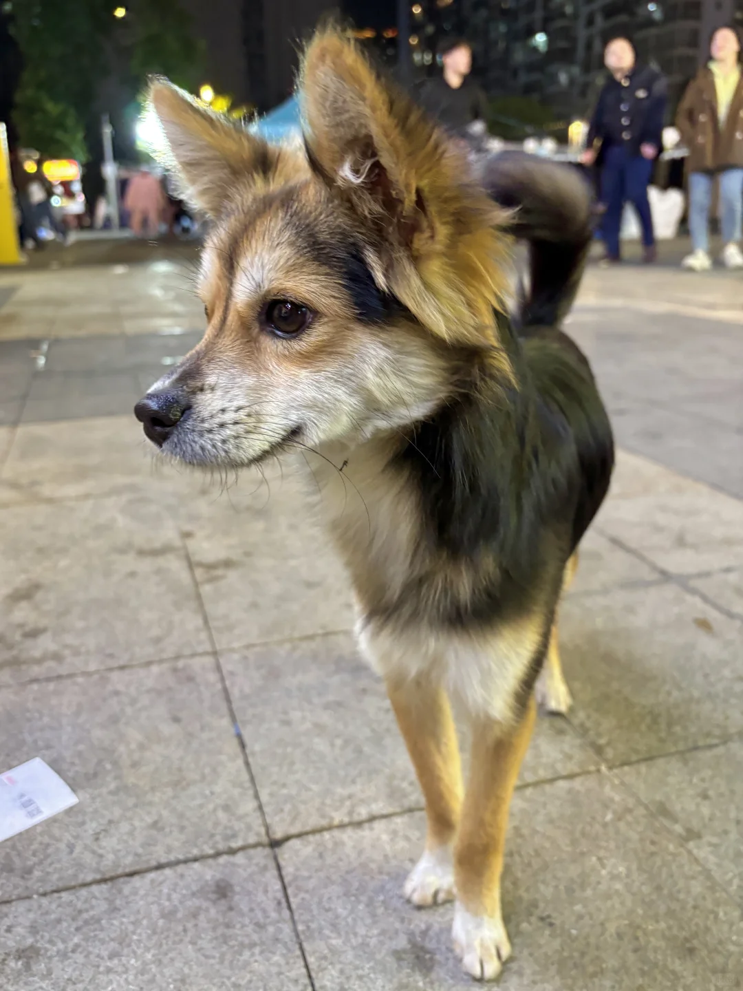 喜欢虚张声势的狐狸狗