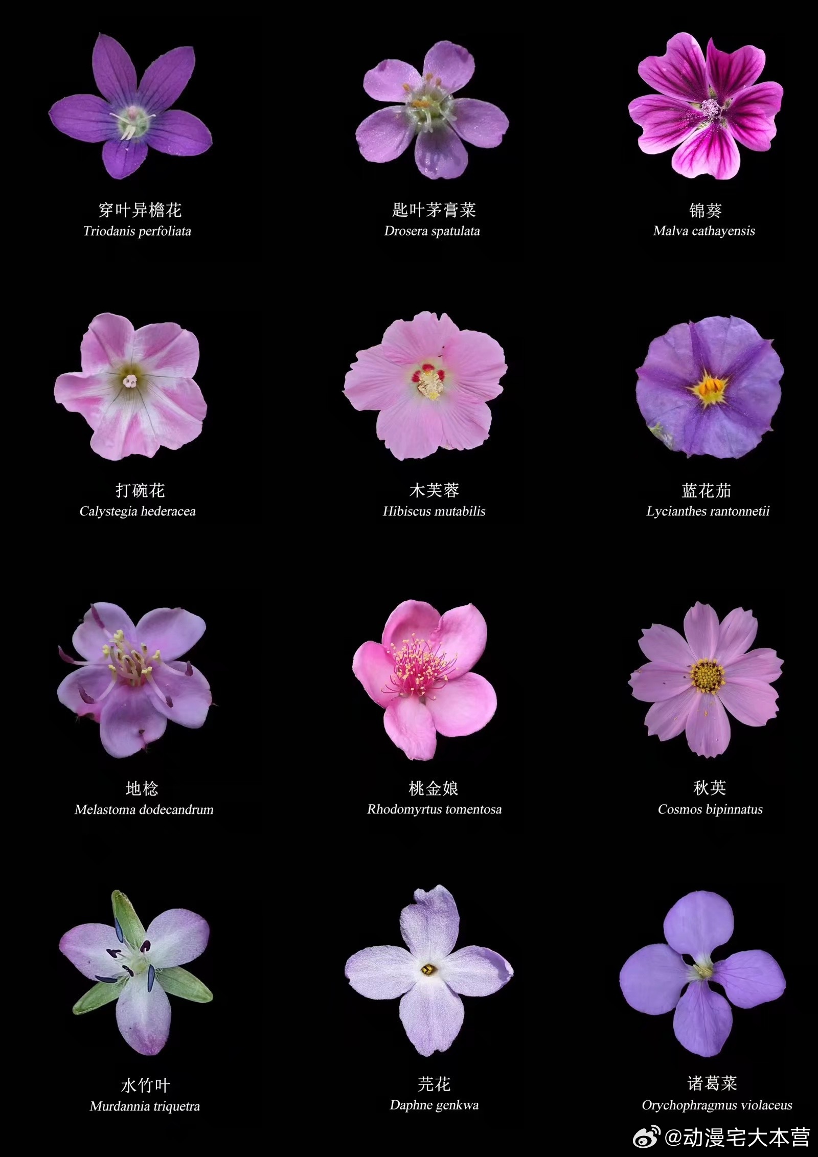 春天认识一些花 