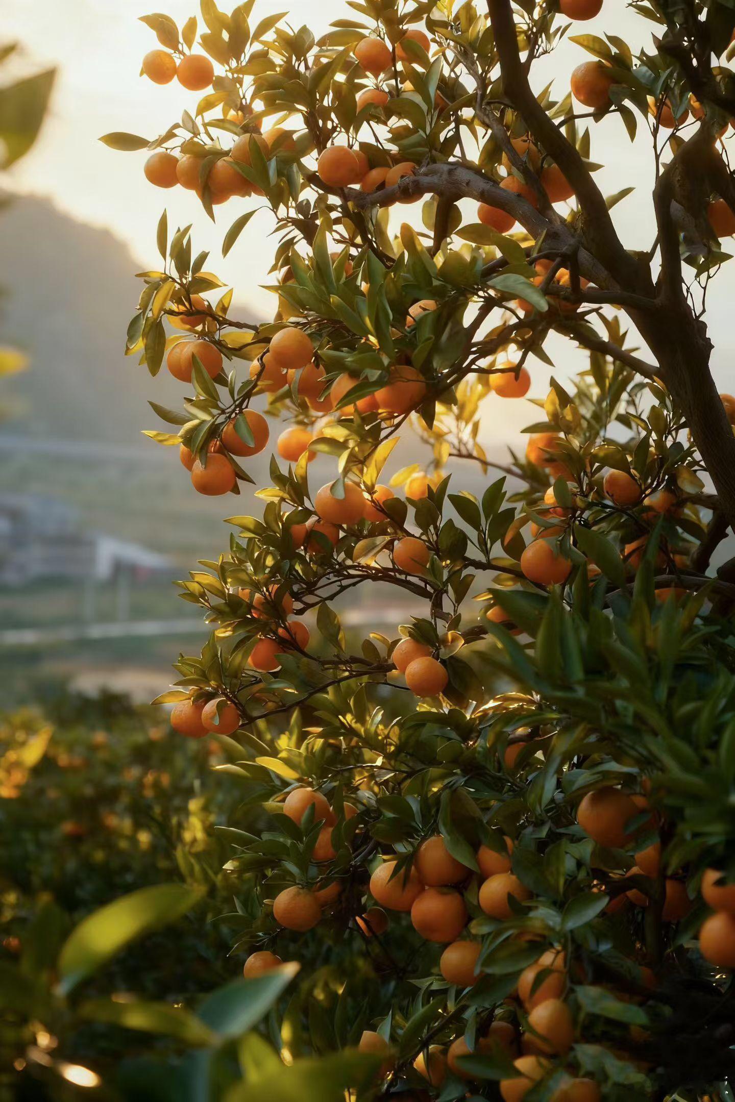 今年仍然推荐涌泉核心产区“贡品级蜜桔”，和去年一样。今年次一等级的橘子都不行，不