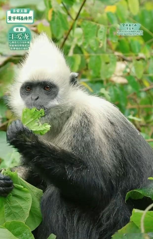 又跟着董宇辉长见识了。
下午王局长带董宇辉和传熙以及直播间10+观众一起看白头叶