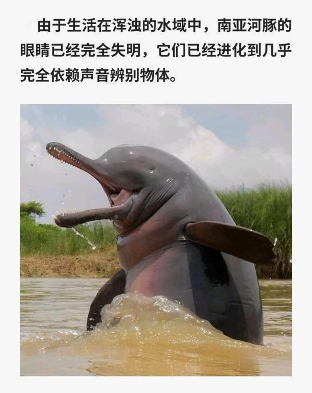 大自然的环境层 受损