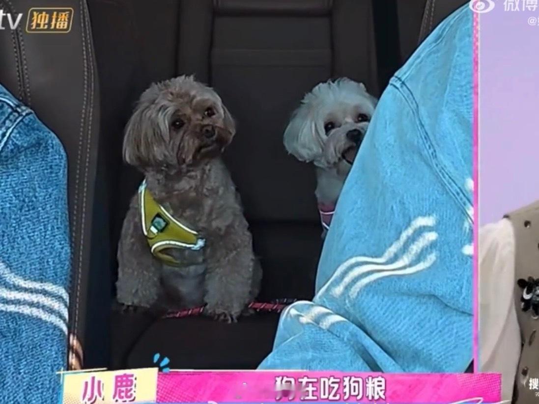狗狗也在吃张予曦毕雯珺的狗粮 哈哈哈哈哈谁看了不说一句：太般配了叭！毕雯珺带张予