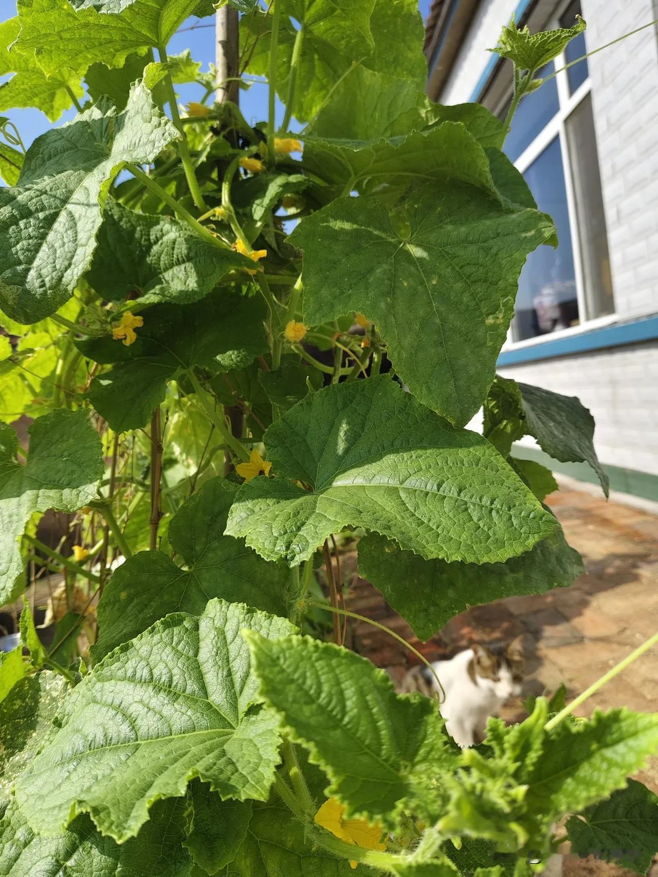都喜欢那朵黄瓜花儿