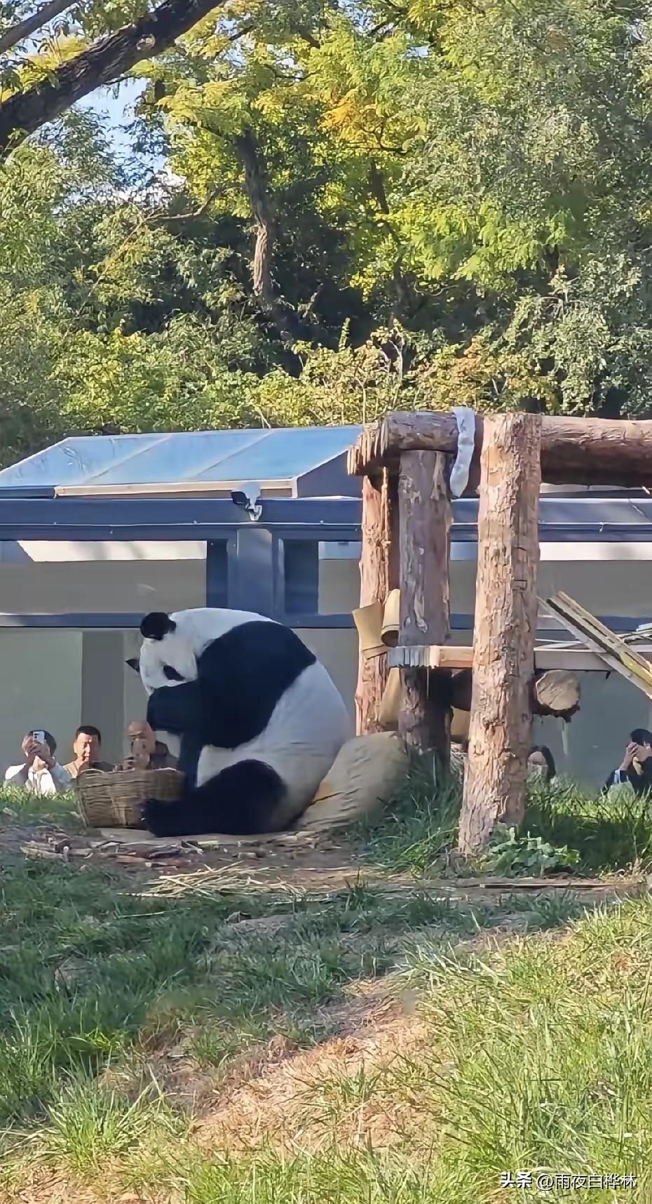 终于知道为啥，
萌兰只是趴着不动了一下午，
就能让天南海北的猫粉揪着心熬了一整夜