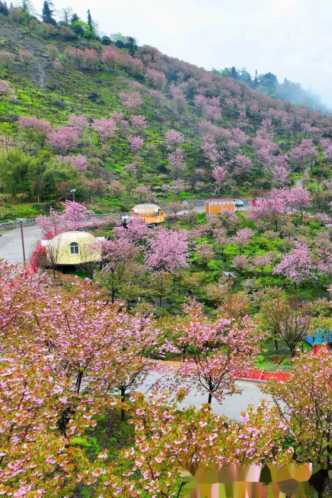 阿坝的春天，是世界上最美的花海天堂～ ​​​