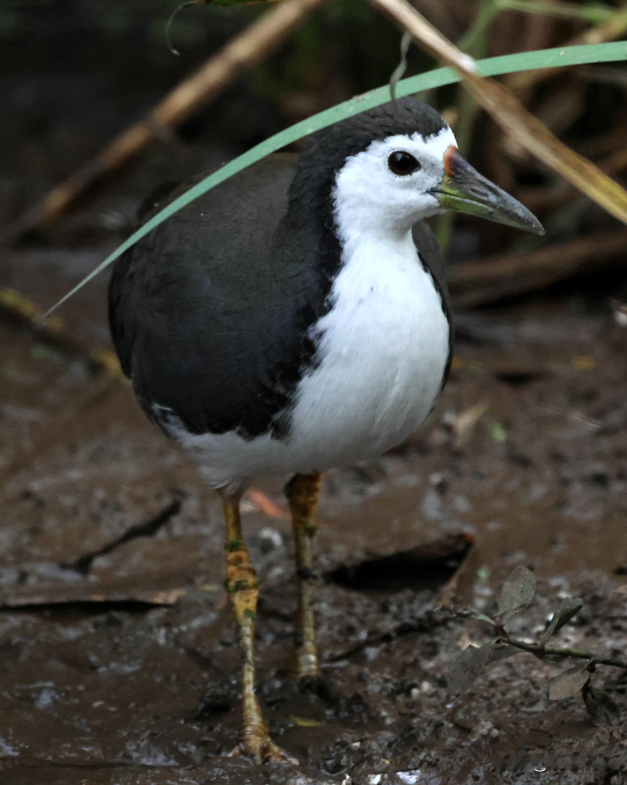它是鸟中罕见名中带“苦”的！！！
难怪它的名中带“苦”字。我每次拍它，总是见它​