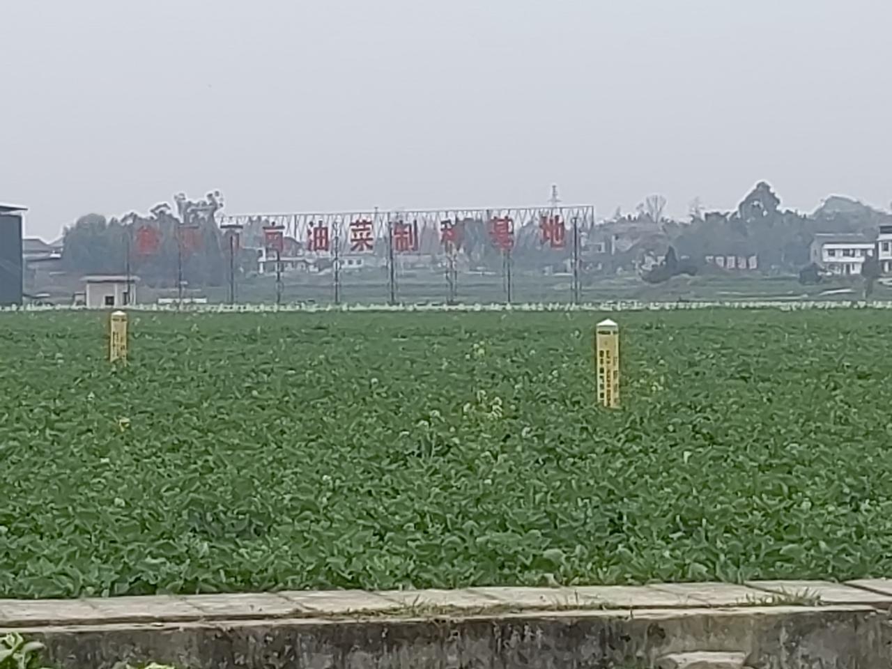 游毕桥村万亩油菜制种基地
       这几天气晴朗，气温略有回升，心情愉悦，掐