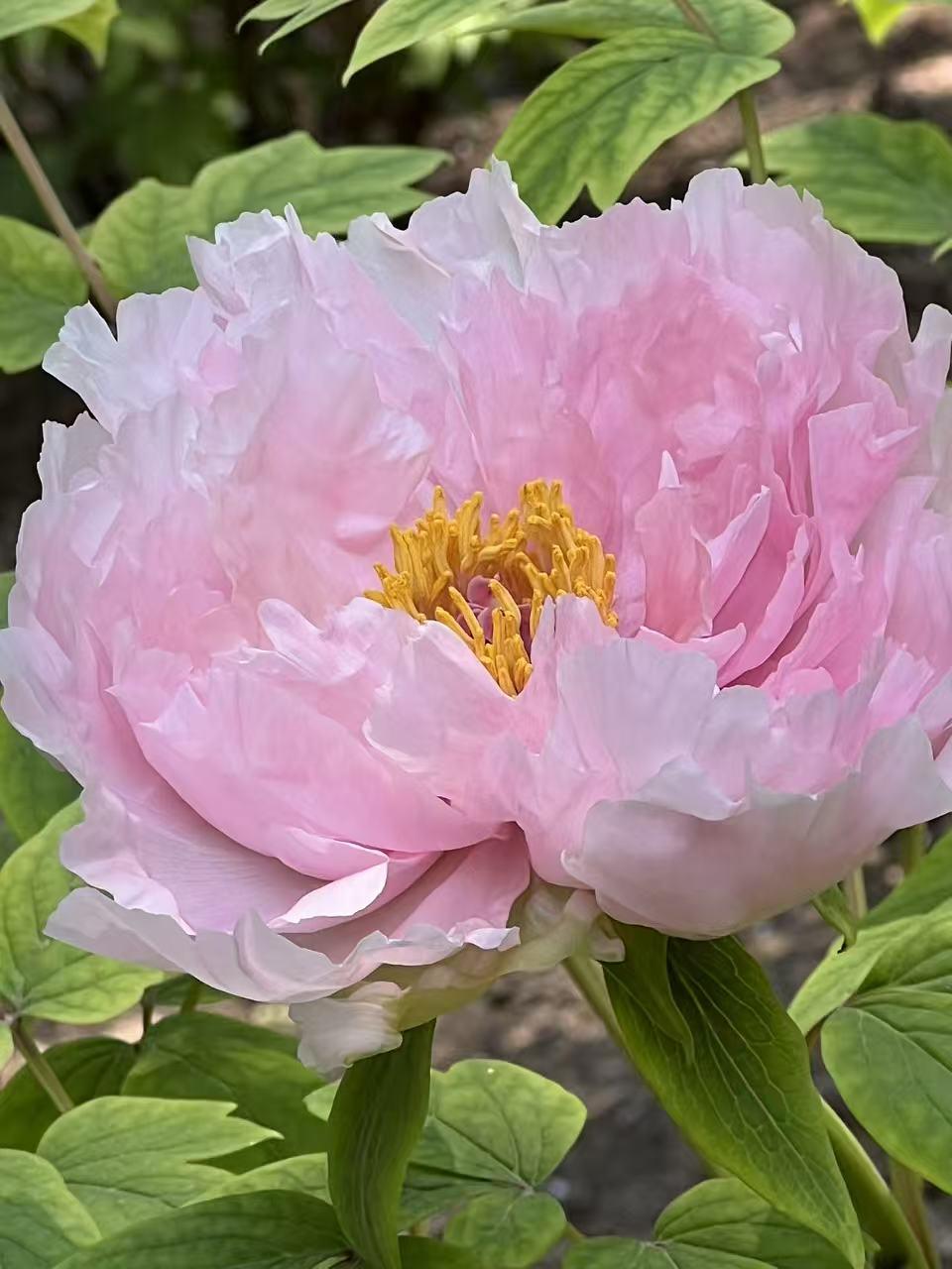 牡丹不愧是“花王”，品种多到让人眼花缭乱，盛开时姿态各异，美得让人挪不开眼。
就