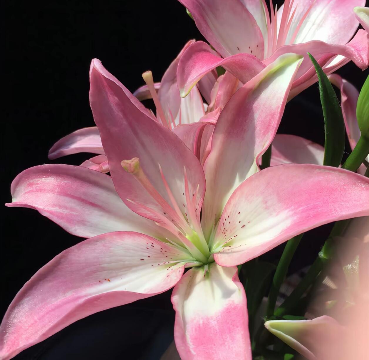 百合花WeChat背景图～ [求关注][期待][不愧是你] ​​​