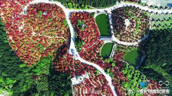 【航拍重庆五洲园红枫林 层林尽染美到心醉[色]】重庆市巴南区五洲园的红枫林迎来盛