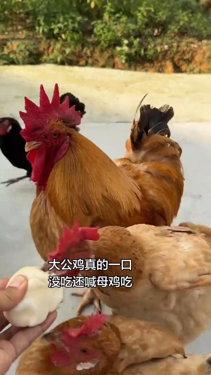 大公鸡真的一口没吃还喊母鸡吃。