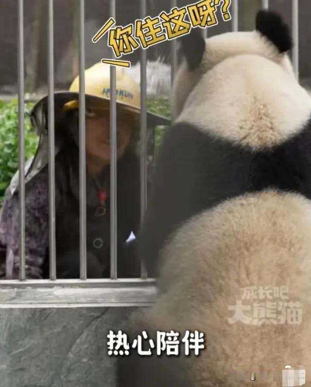 傲然和妈妈野培毕业回到了核桃坪基地，开始了有编制的生活，听说收它进笼的时候只用了