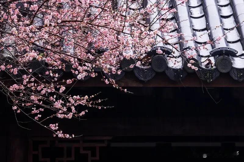 《鹧鸪天·咏梅》
古道悠悠近日熏，幽怀长念旧时恩。
俗尘渐染生愁倦，世味初尝酿喜
