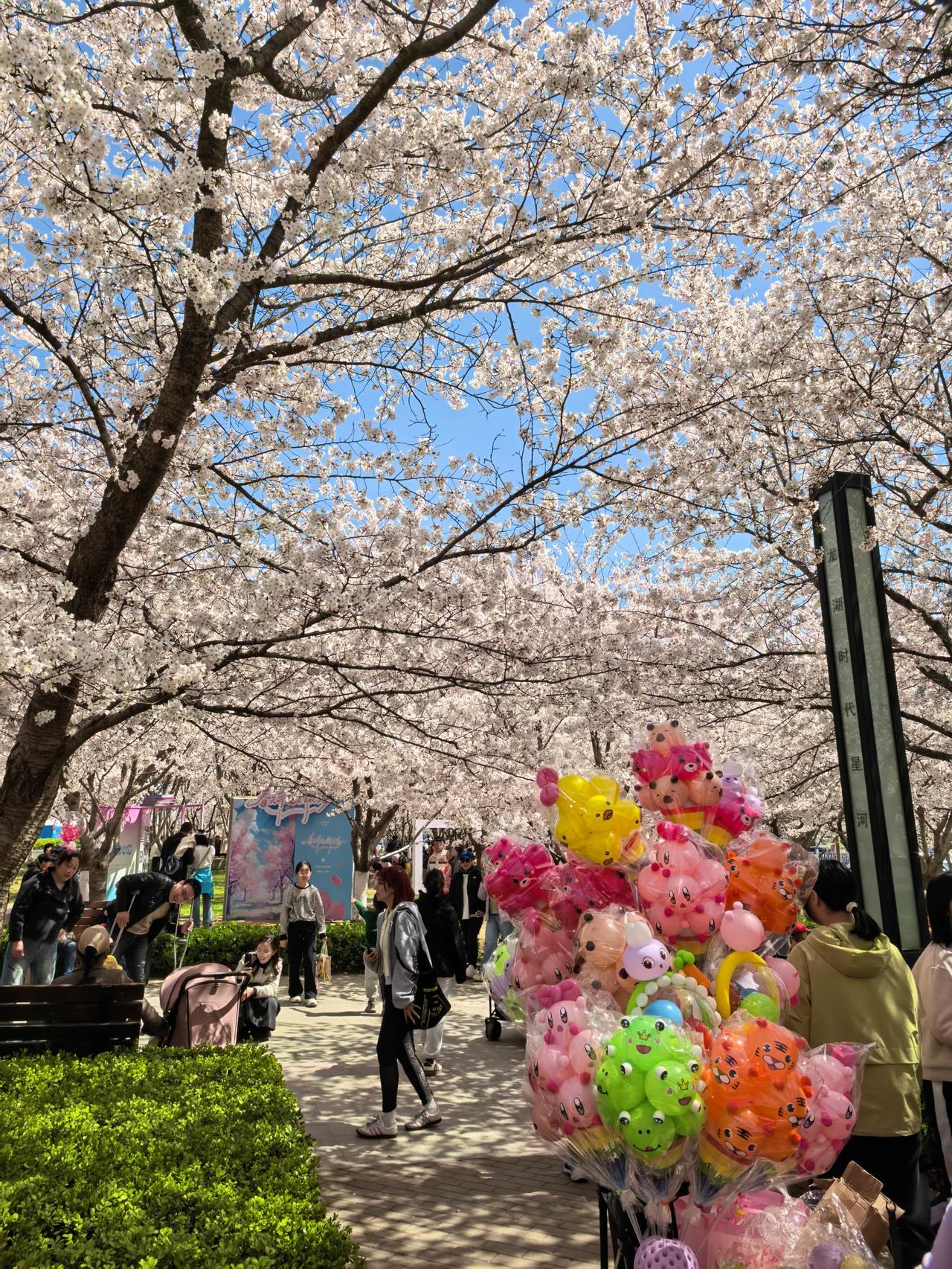 4月6日，游客在牟平区龙湖樱海公园赏花。