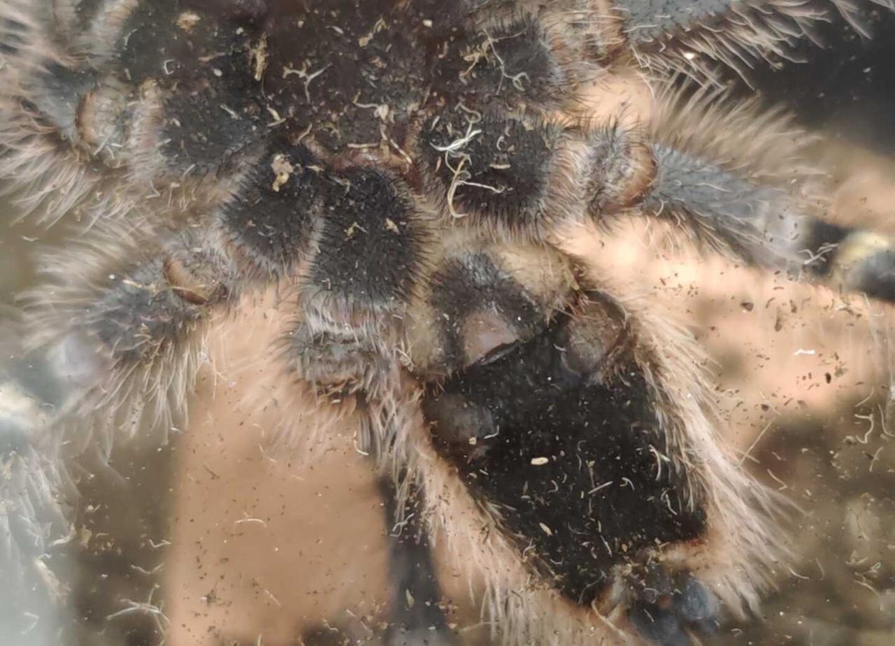 金直间分公母求助
从指甲盖大养了三年多到展足10cm
求大佬看看性别，希望是母的