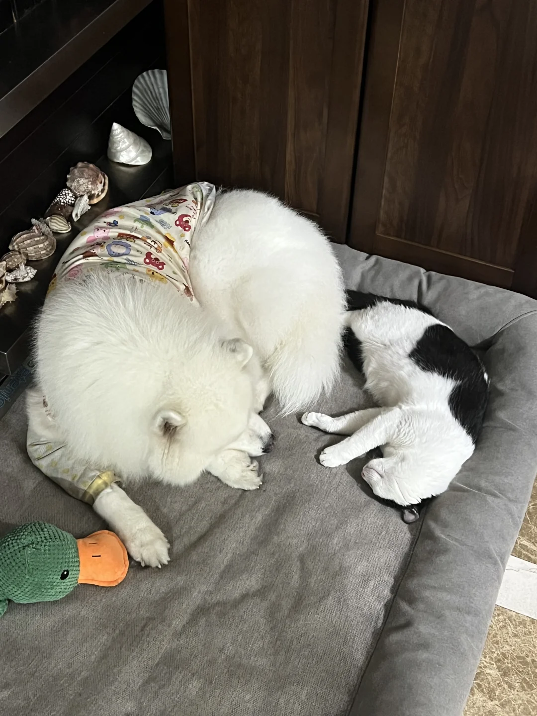 它这一刻应该很幸福吧？