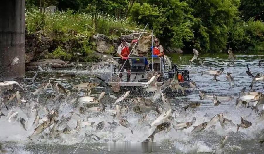 特朗普对鲤鱼宣战堪称经典：堂吉诃德与风车的激战、唐纳德即将与鲤鱼群展开对决……两