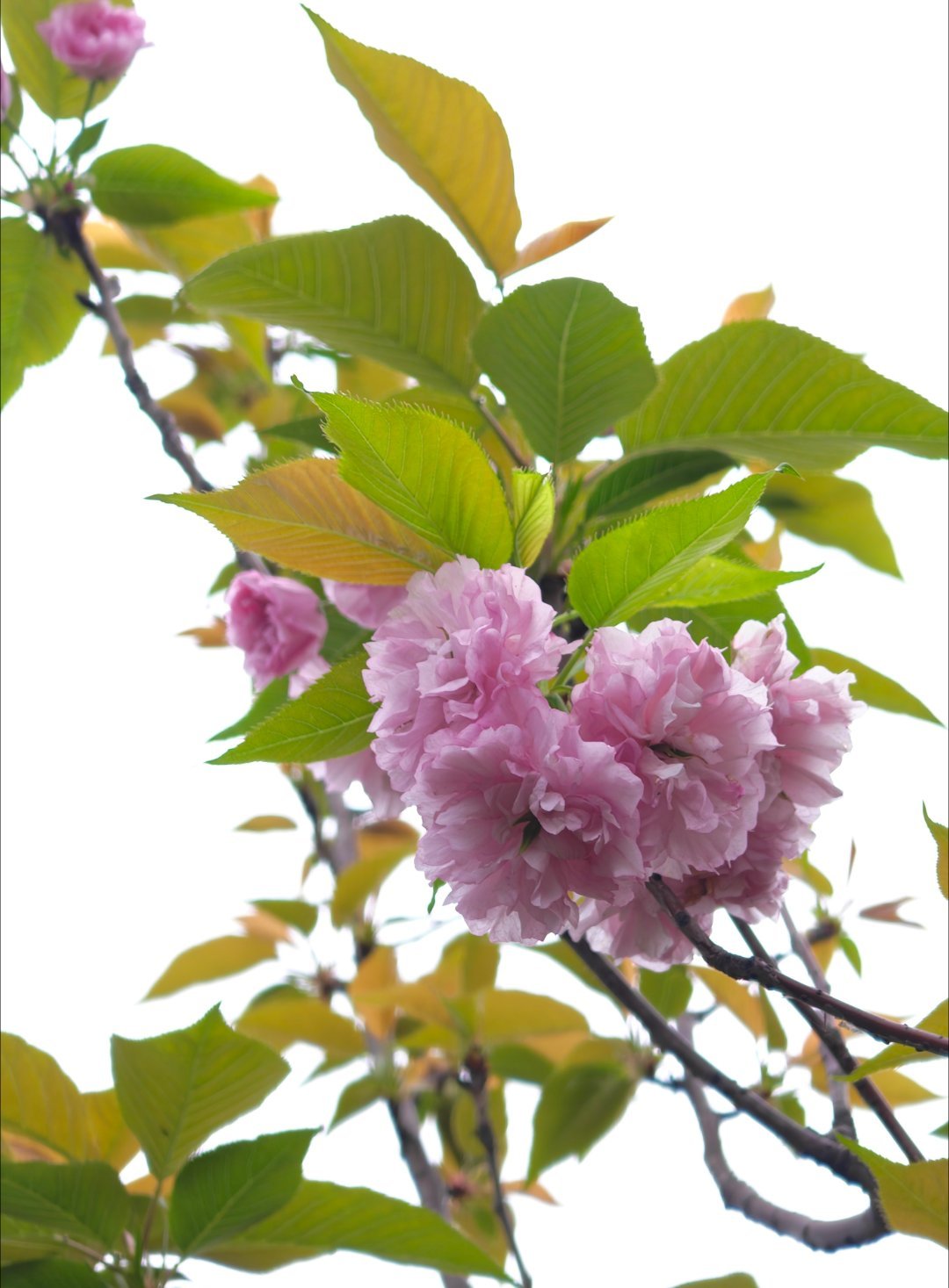 人间四月天，一起加油每天早起打卡