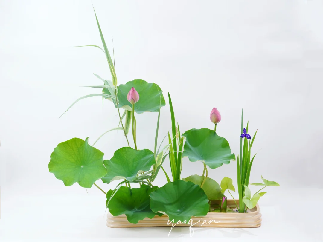 写景盛花 | 风定池莲