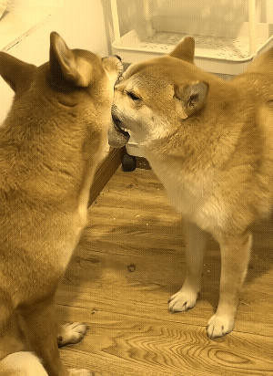 居然会舌吻，而且还闭眼了。你说，这是跟谁学的呀！
估计好多活了大半辈子的人，也是