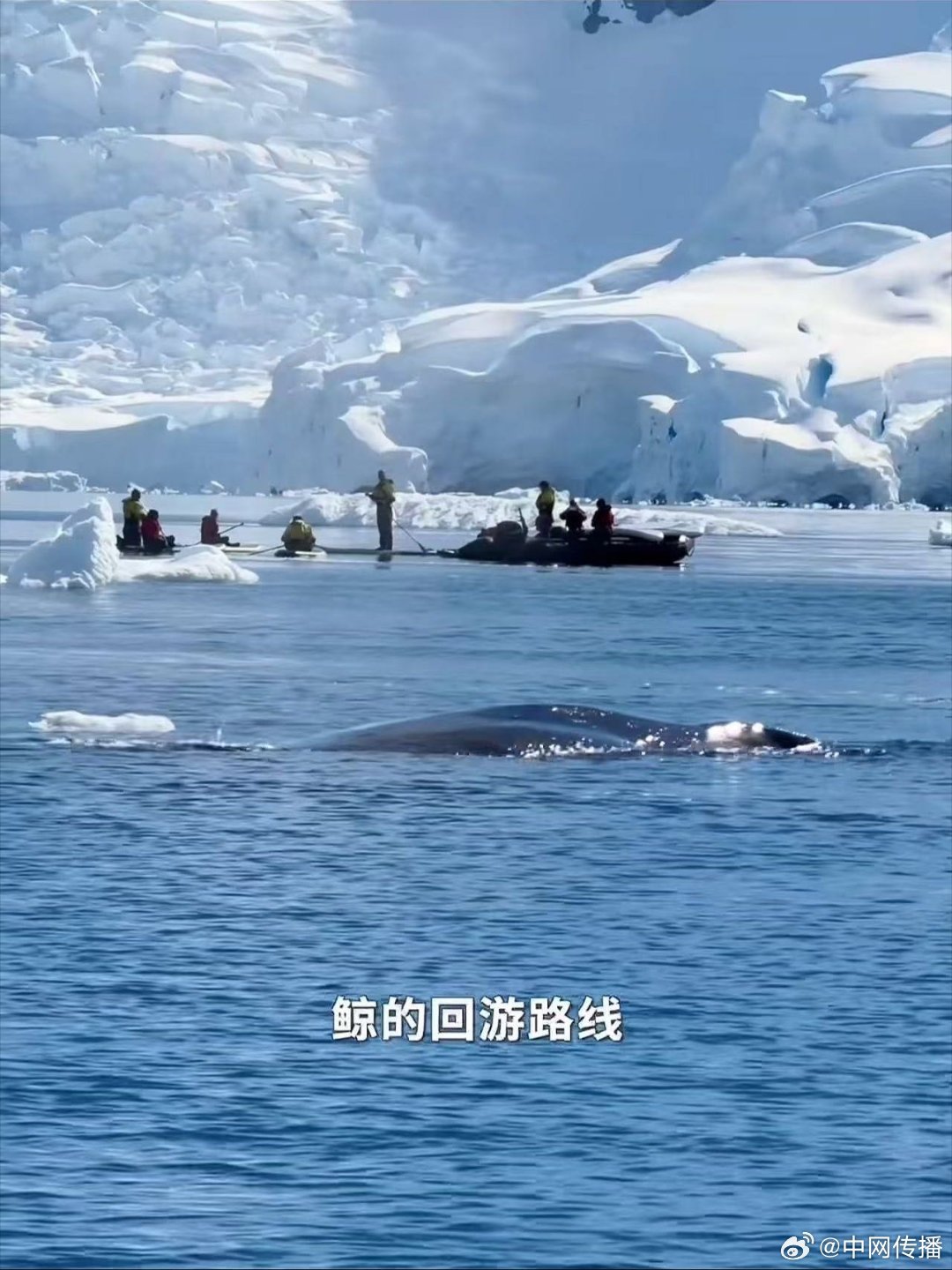 年轻的心可以随时出发 奔赴南极才懂，日子真的能慢下来。看鲸鱼巡弋深蓝，企鹅海豹在