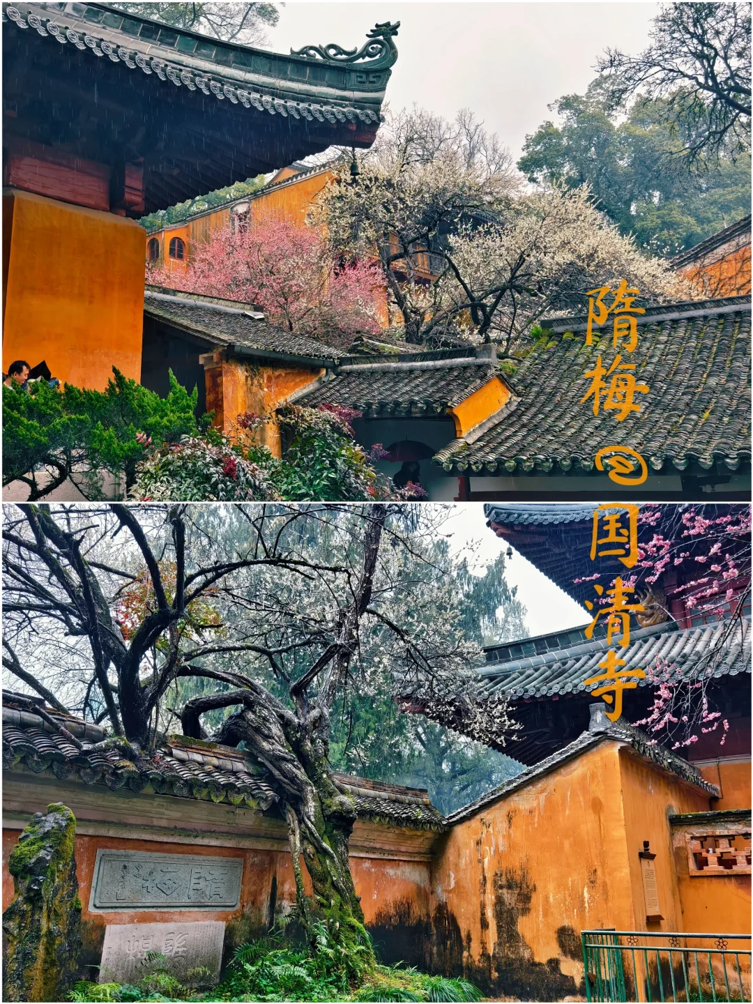 国清寺的隋梅盛开|雨天也挡不住游客的热情