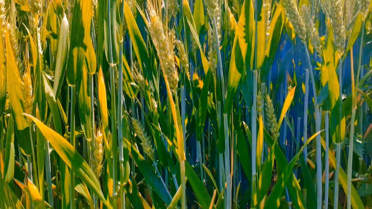 🌾四月青深麦浪起，五月金黄谢礼至
4月初，深青色的麦浪在风里低语，蓄力待发。麦