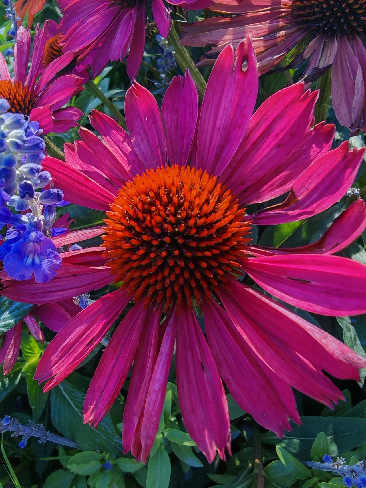 紫花绽放艳丽艳，芳香扑鼻醉人心。北京通州通济路边花坛小花