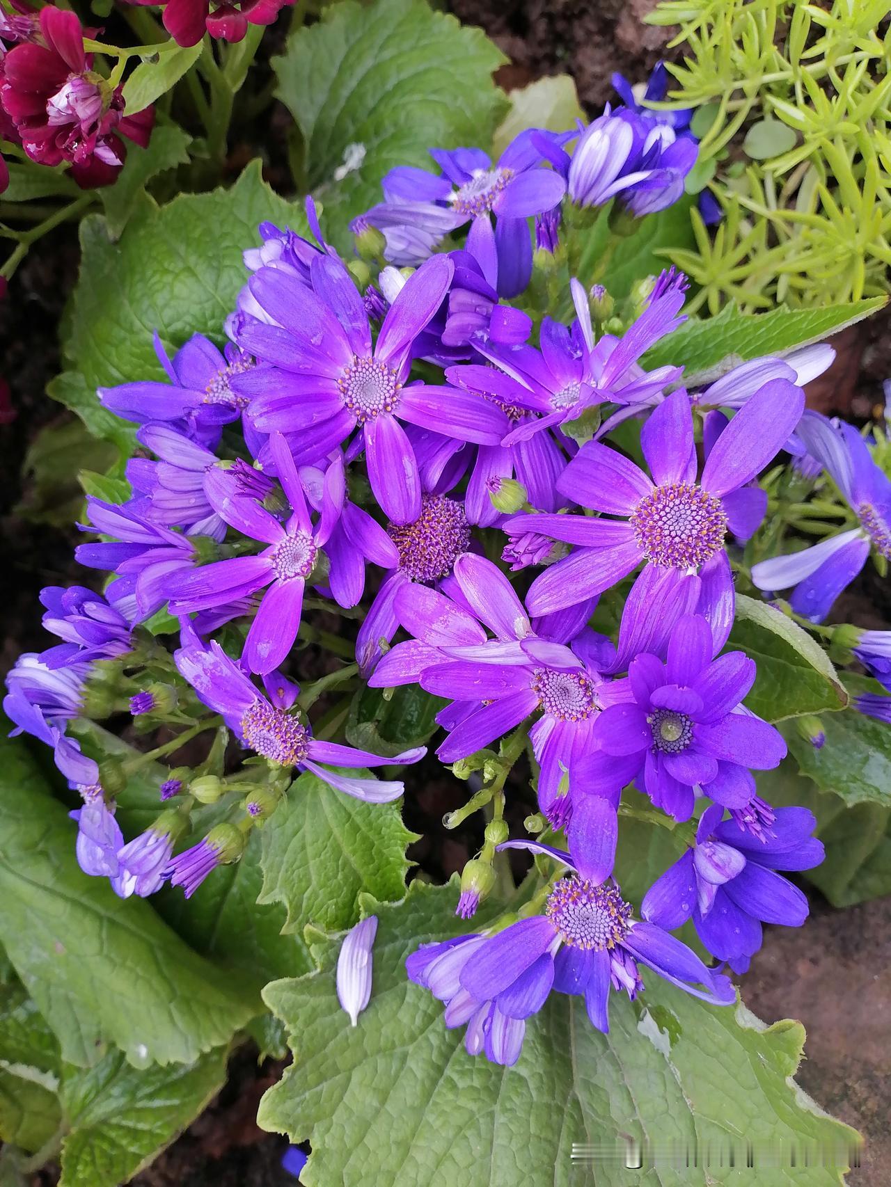 分享一张你相册的拍的花