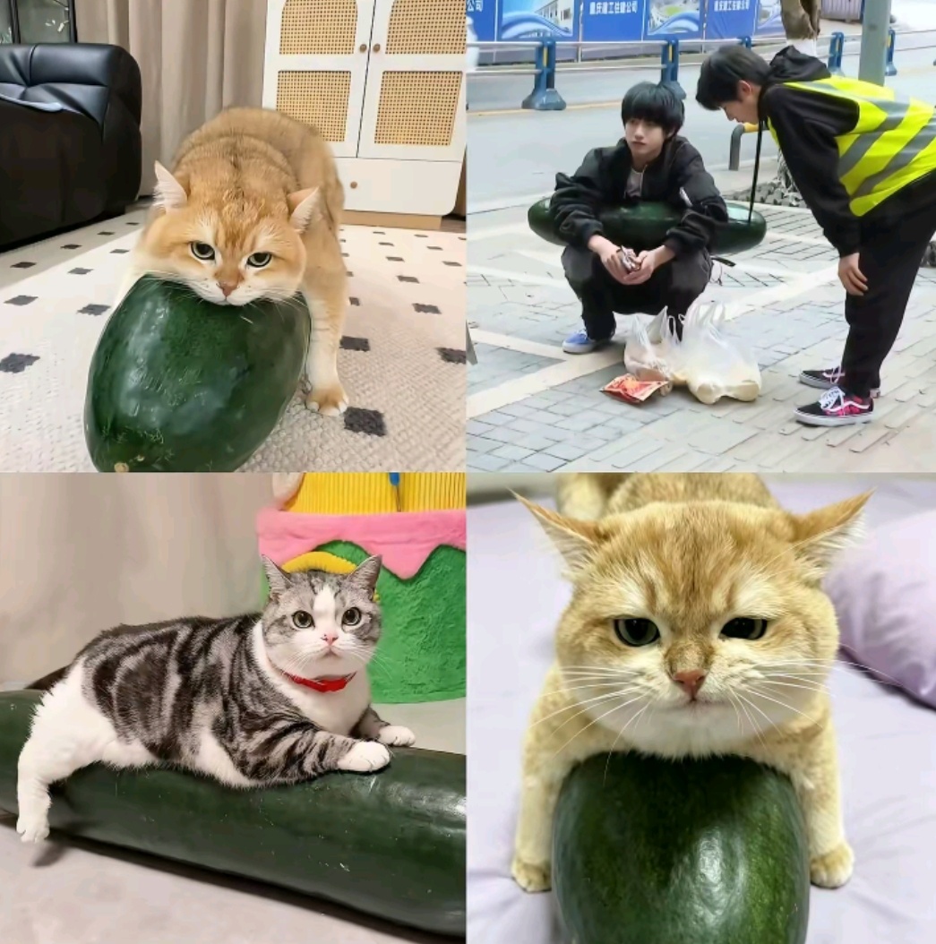 小猫抱大冬瓜降温prada品牌大使朱志鑫