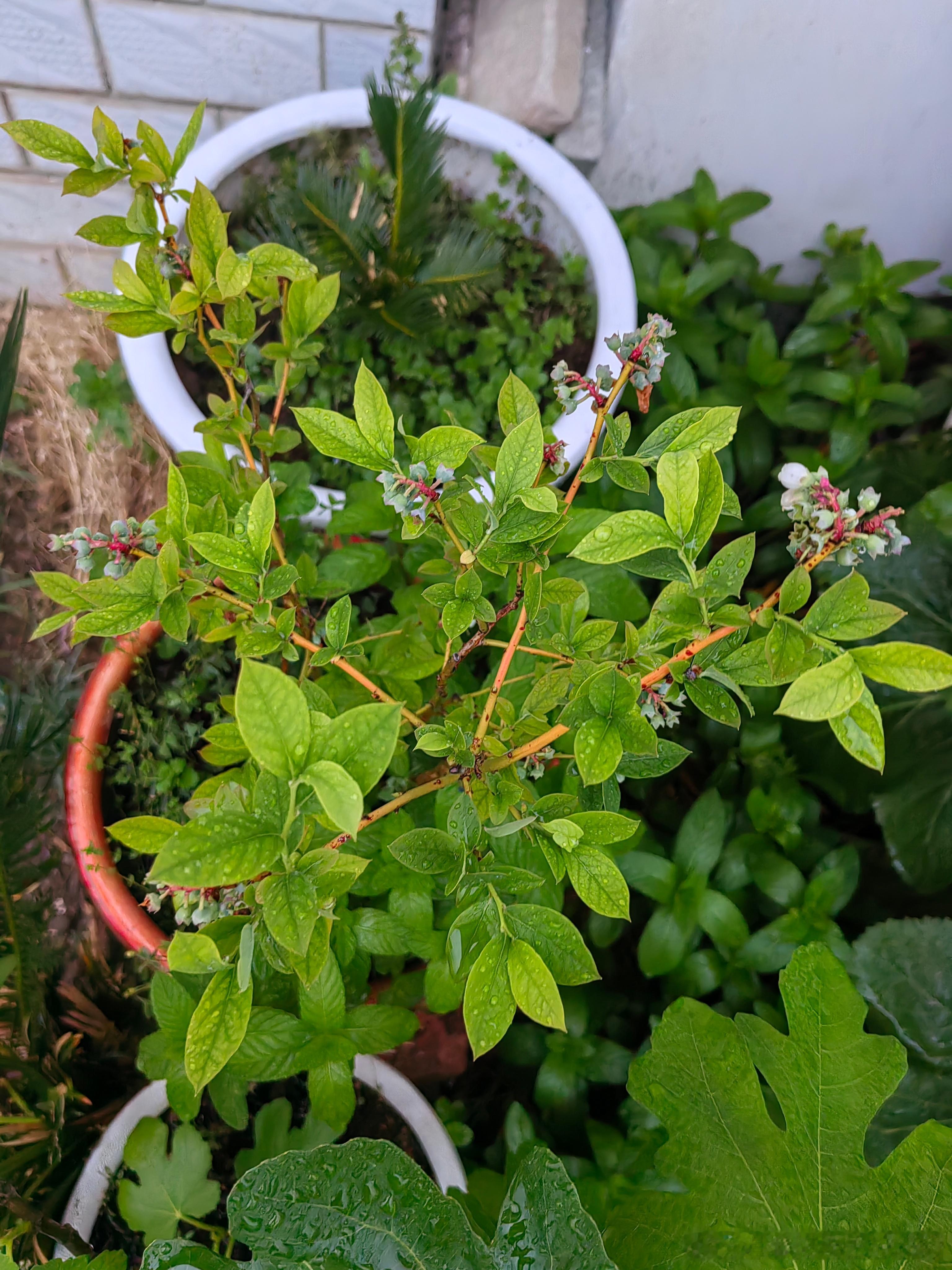 梁朝伟捡鸡蛋张曼玉挖芋头原来这叫"农人觉醒"现象那我觉醒了好多年了。来看看我种的