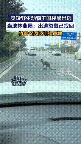 4月7日。湖北鄂州，有不少网友拍到，鄂州灵玲动物王国一只袋鼠意外逃脱，在马路狂奔