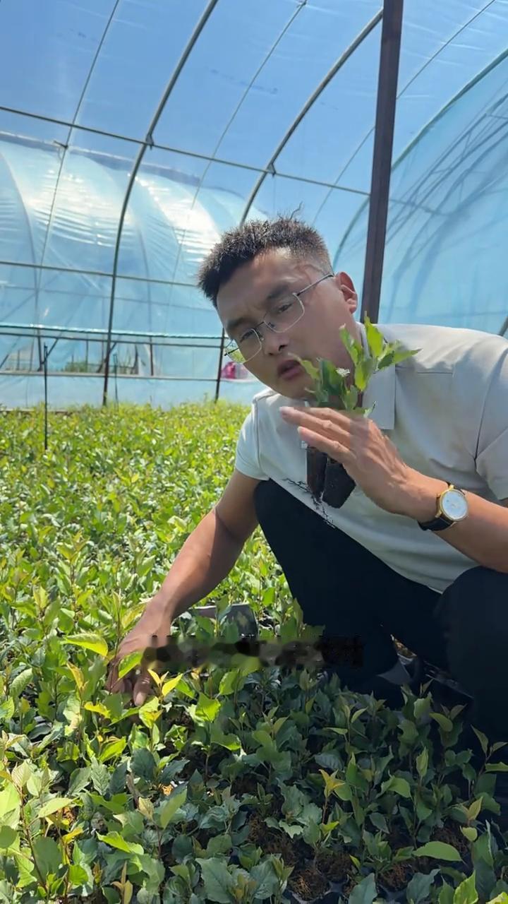重复讲嫁接大樱桃苗到底怎么选择砧木苗？
很多大樱桃种植户现在还在傻傻的不知道如何