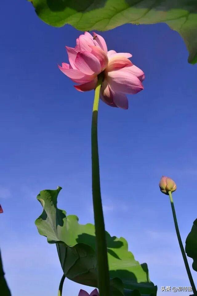 能拍到这样的荷花……挺难得的。
这张照片好在哪里？你能看得出来吗？
欢迎在评论区