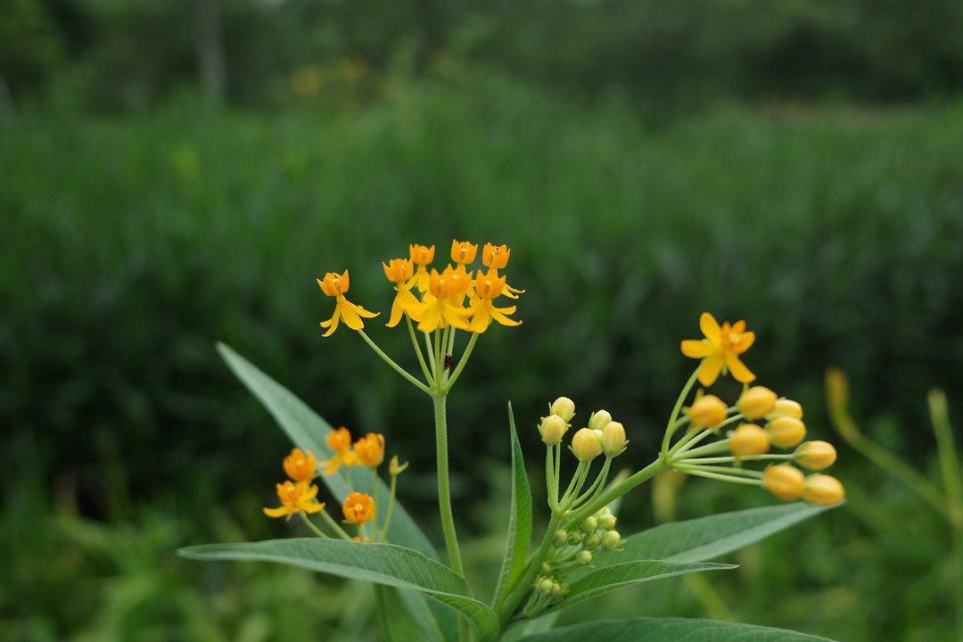 诗情画意的每一天，花开和荷叶，菠萝蜜，猫咪🐱GFX50S EF100-400 