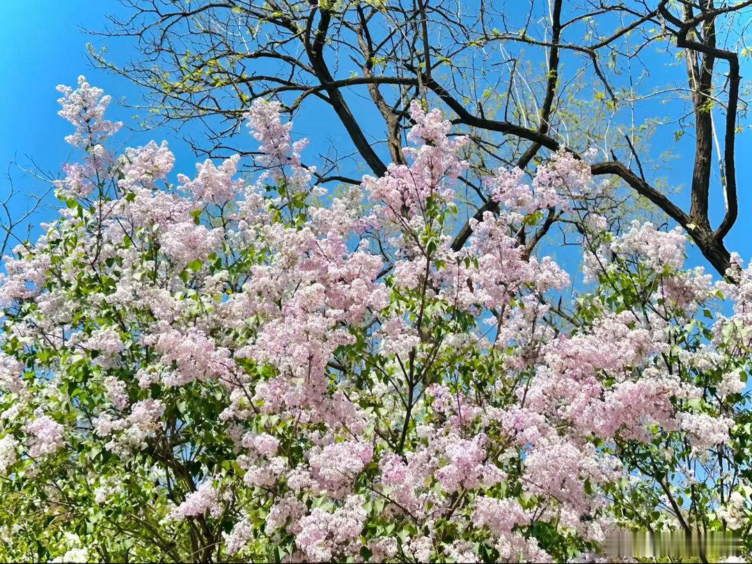 君不见，伊人黛眉清清为谁画妆颜？君不见，伊人日渐消瘦为谁食难咽？君不见，伊人皈依