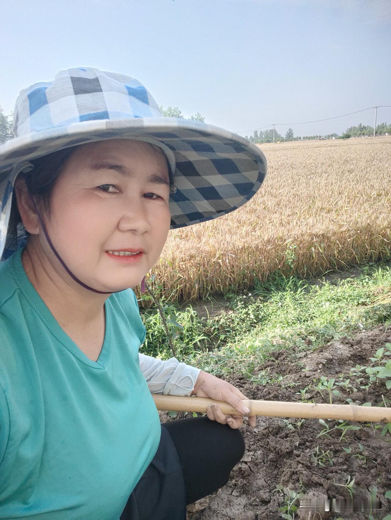 下了几天雨，终于晴了，也该收割小麦了，但田野里还是很湿，晒几天才能收割，

趁着