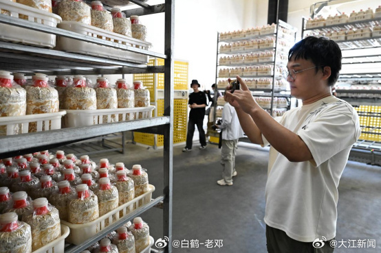 赣莲飘香广昌路上2026广昌莲花旅游文化节【莲壳育菌菇 菌渣还莲田 这座菌菇王国