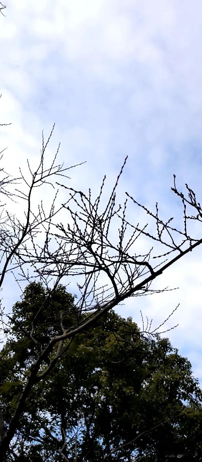 不知道准确不准确，野生的桃树基本都是东南方长的，今天路过野树林，很多的桃树大部分