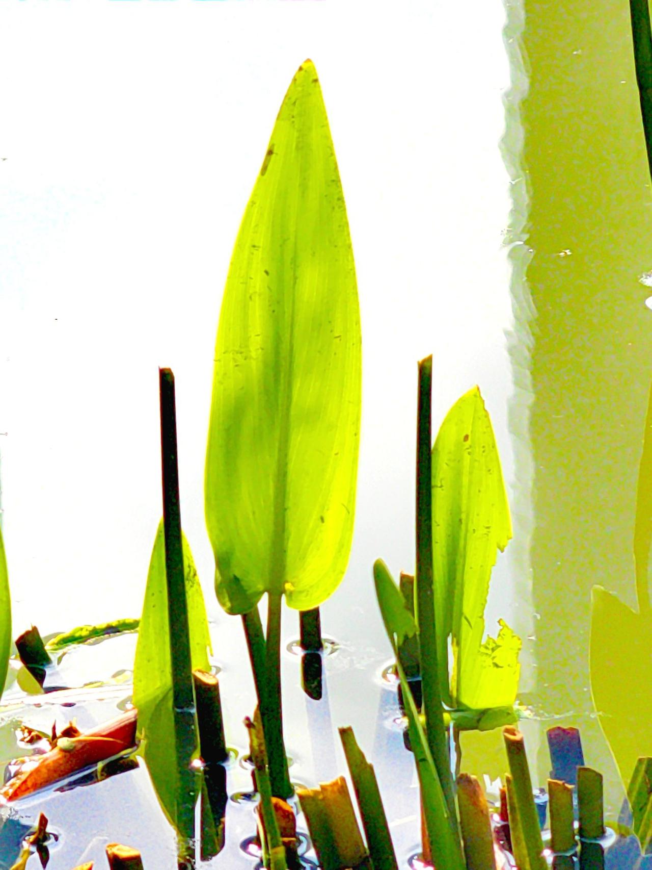 岁月静好，平安是福#寻一处幽静觅一份清欢 #残荷之美 #人生处处是风景 #风景是