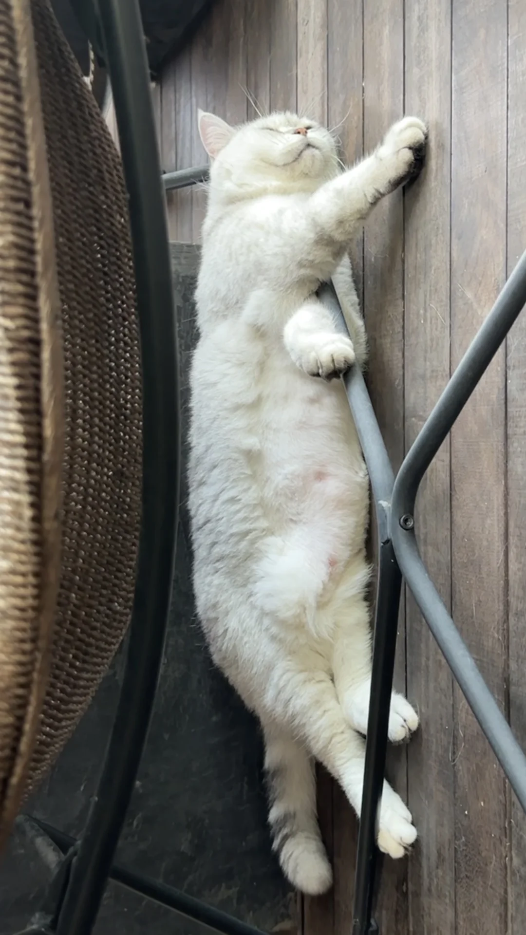 小猫避暑的姿势