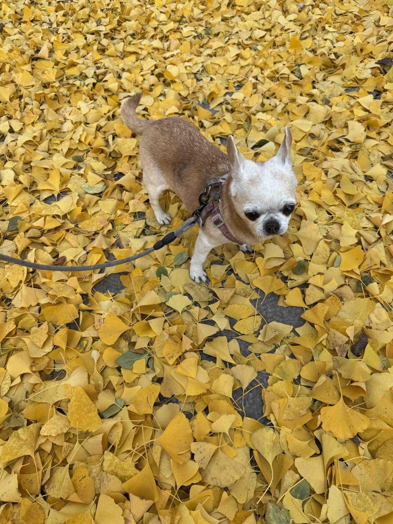 你发现没有？凡是美事，都带有天然的反面特征：一是短暂；二是代价——要么是用代价换