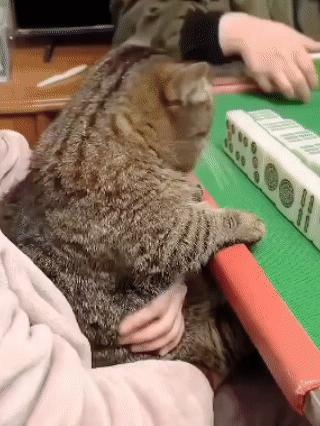 打麻将最好的打开方式，就是抓一只猫给你盯牌。
