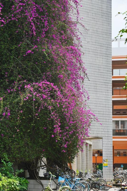 一排红扑扑的三角梅从围墙探出头，像举着小火把迎接我。花瓣被夕阳镀了层柔金，风一吹